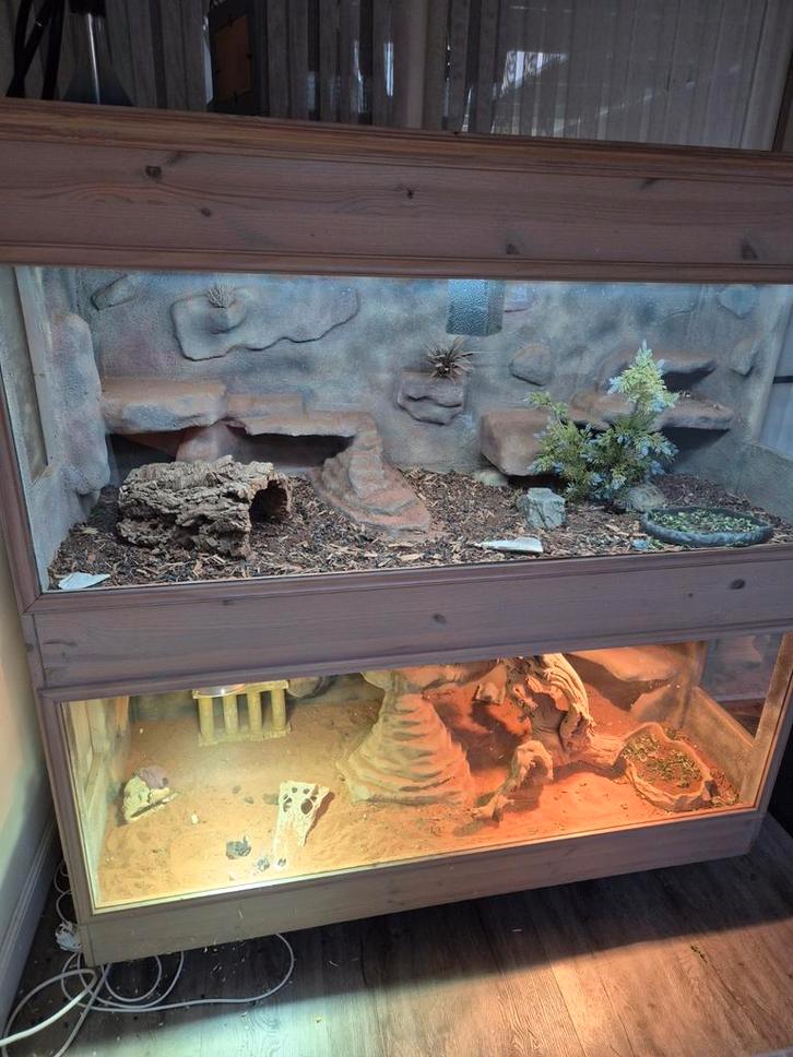 Heel mooi terrarium....inc. baardagaam en landschildpad