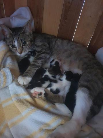 Nieuwe foto's Kittens nog 2 poesjes en 1 kater beschikbaar  beschikbaar voor biedingen