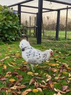 Jonge hanen, gratis af te halen., Dieren en Toebehoren, Mannelijk