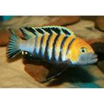 Cynotilapia afra cobue, Dieren en Toebehoren, Vissen | Aquariumvissen, Vis