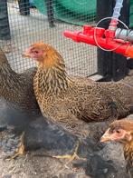 Brahma kriel goudpatrijs dubbelgezoomd hen, Vrouwelijk, Kip