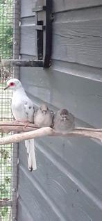 Jonge bonte diamantduifjes, Dieren en Toebehoren, Vogels | Duiven, Meerdere dieren, Overige soorten