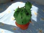 IKEA KNUFFEL PLANT CACTUS HEMMAHOS VELOURS GROEN MET, Verzenden, Zo goed als nieuw, Overige typen