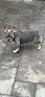 Franse bulldog pup  lilac and tan, Particulier, Rabiës (hondsdolheid), 15 weken tot 1 jaar, Reu