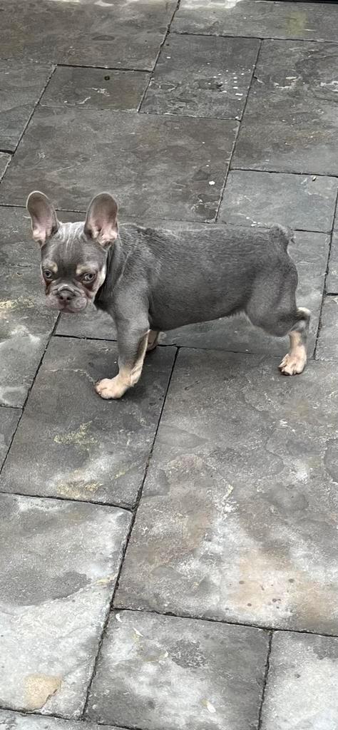 Franse bulldog pup  lilac and tan, Dieren en Toebehoren, Honden | Bulldogs, Pinschers en Molossers, Reu, Bulldog, Particulier