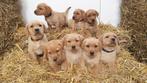 Prachtige Raszuivere Blonde Red Fox Labrador Retriever pups, Dieren en Toebehoren, CDV (hondenziekte), Particulier, Meerdere, 8 tot 15 weken