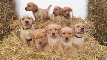 Prachtige Raszuivere Blonde Red Fox Labrador Retriever pups