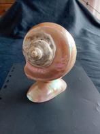 Iriserende schelp, Verzamelen, Mineralen en Fossielen, Ophalen of Verzenden, Schelp(en)