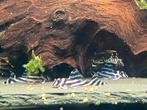 Hypancistrus zebra - 6 stuks, Dieren en Toebehoren, Vissen | Aquariumvissen, Vis