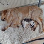 Te koop super lieve kittens!, Dieren en Toebehoren, Meerdere dieren