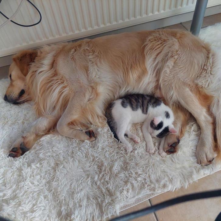 Te koop super lieve kittens!, Dieren en Toebehoren, Katten en Kittens | Overige Katten, Meerdere dieren