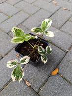 Variegata aardbei, Tuin en Terras, Planten | Tuinplanten, Ophalen of Verzenden, Zomer, Volle zon