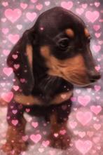 Mooi teckel pupje, Parvo, Reu, 8 tot 15 weken, Korthaar