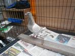 Vintige Vale Duivin, Dieren en Toebehoren, Vogels | Duiven, Vrouwelijk, Postduif