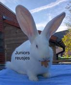 Duitse reus Wit Blauw-oog ram, Dieren en Toebehoren, Konijnen, Mannelijk, Groot