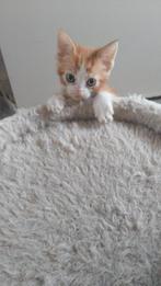 Kitten & kater, Meerdere dieren