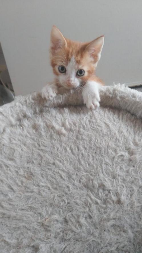 Kitten, Dieren en Toebehoren, Katten en Kittens | Overige Katten, Meerdere dieren