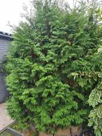 Conifeer Thuja, Tuin en Terras, Planten | Bomen, Ophalen