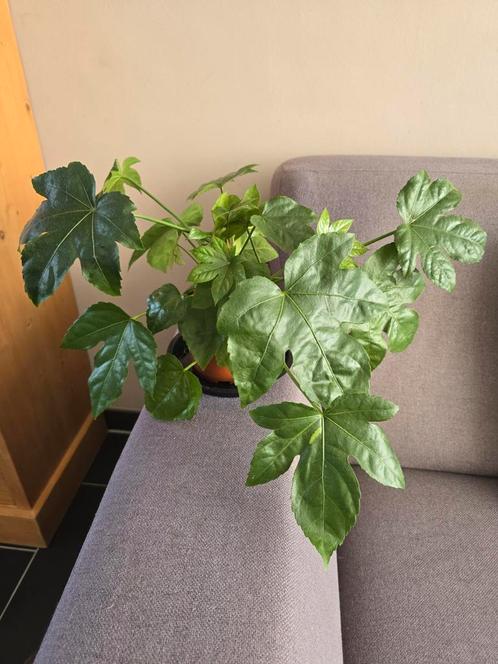 Fatsia japonica - Japanse vingerplant, Huis en Inrichting, Kamerplanten, Overige soorten, Minder dan 100 cm, Groene kamerplant