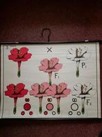 schoolplaat vererving, kruisingen amaryllis, vintage, Antiek en Kunst, Antiek | Schoolplaten, Ophalen of Verzenden, Natuur en Biologie