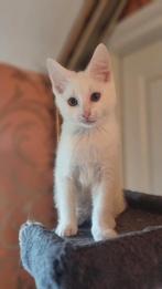 Poes Wit korthaar moeder Maine Coon, Poes, Ontwormd