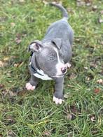 American bully xl, Overige rassen, 8 tot 15 weken, Parvo, Meerdere