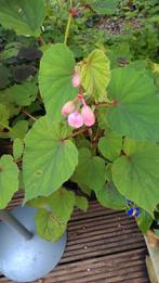 Winterharde Begonia (Begonia grandis). , Ophalen, Zomer, Overige soorten, Volle zon