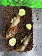 4 st Achatina Fulica + zand, Dieren en Toebehoren