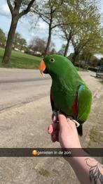 Loki edelpapegaai, Dieren en Toebehoren, Mannelijk, Papegaai, Pratend