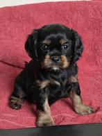 Prachtige cavelier king charles pups, 8 tot 15 weken, CDV (hondenziekte), Meerdere, Meerdere dieren