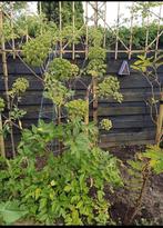 Engelwortel Angelica green, Ophalen of Verzenden, Zaad