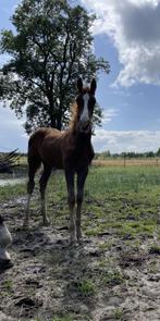 Mooie hengst (2025) V. Cero Blue TN X Ukato, Dieren en Toebehoren, Paarden, Springpaard, Minder dan 160 cm, Met stamboom, Niet van toepassing