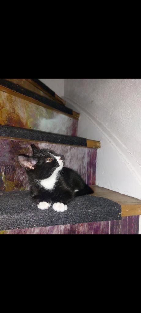 Halve maincoon kitten, Dieren en Toebehoren, Katten en Kittens | Overige Katten, Poes
