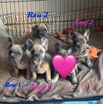 Prachtige franse bulldog pups. Mogen het nest verlaten, 8 tot 15 weken, Meerdere, Meerdere dieren, Nederland