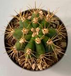 Trichocereus Pasacana, Huis en Inrichting, Kamerplanten, Cactus, Minder dan 100 cm, Ophalen of Verzenden