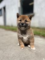 Shiba-inu eigen fok,Belgisch=puur vertrouwen, België, Overige rassen, CDV (hondenziekte), 8 tot 15 weken