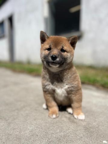 Shiba-inu eigen fok,Belgisch=puur vertrouwen  beschikbaar voor biedingen