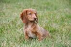 Langharige Teckel pup te koop, Dieren en Toebehoren, Honden | Teckels en Dashonden, Rabiës (hondsdolheid), 15 weken tot 1 jaar