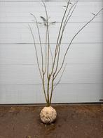 Albizia julibrissin | van 150 tot 250cm | Meerstammig, Tuin en Terras, Planten | Struiken en Hagen, Ophalen, Overige soorten, Struik