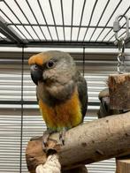 Jonge Baby Roodbuik Papegaaien | Nieuwsgierig | Handtam, Meerdere dieren, Papegaai, Pratend