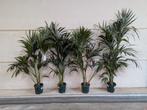 Howea Kentia Palm - Prachtige kamerplant, Ophalen, Halfschaduw, Minder dan 100 cm