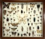 105. Vitrine met insecten, ca. 20e eeuw, Ophalen of Verzenden