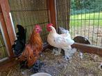 Twee sabelpoot hanen, Dieren en Toebehoren, Mannelijk, Kip