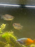 Te koop 2 gourami’s en guppen, Dieren en Toebehoren, Vis