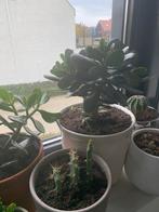 Vet plant met pot €12, Huis en Inrichting, Kamerplanten, Ophalen, Halfschaduw, Minder dan 100 cm