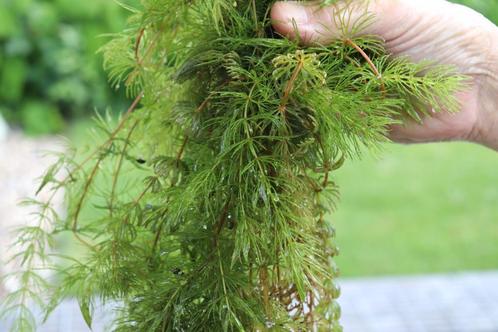 vijverplanten hoornblad, Tuin en Terras, Vijvers, Nieuw, Ophalen