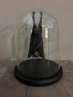 Mooie stolp met een vleermuis, Ophalen of Verzenden, Nieuw, Overige soorten, Opgezet dier