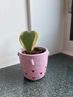 Klein vetplantje in potje, Huis en Inrichting, Kamerplanten, Ophalen, Halfschaduw, Minder dan 100 cm