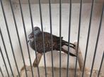 Mooie Jonge diamantduifjes, Dieren en Toebehoren, Vogels | Duiven, Meerdere dieren, Overige soorten