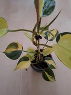 Kamerplant, Ophalen, Minder dan 100 cm, Vijgenboom, Zomer